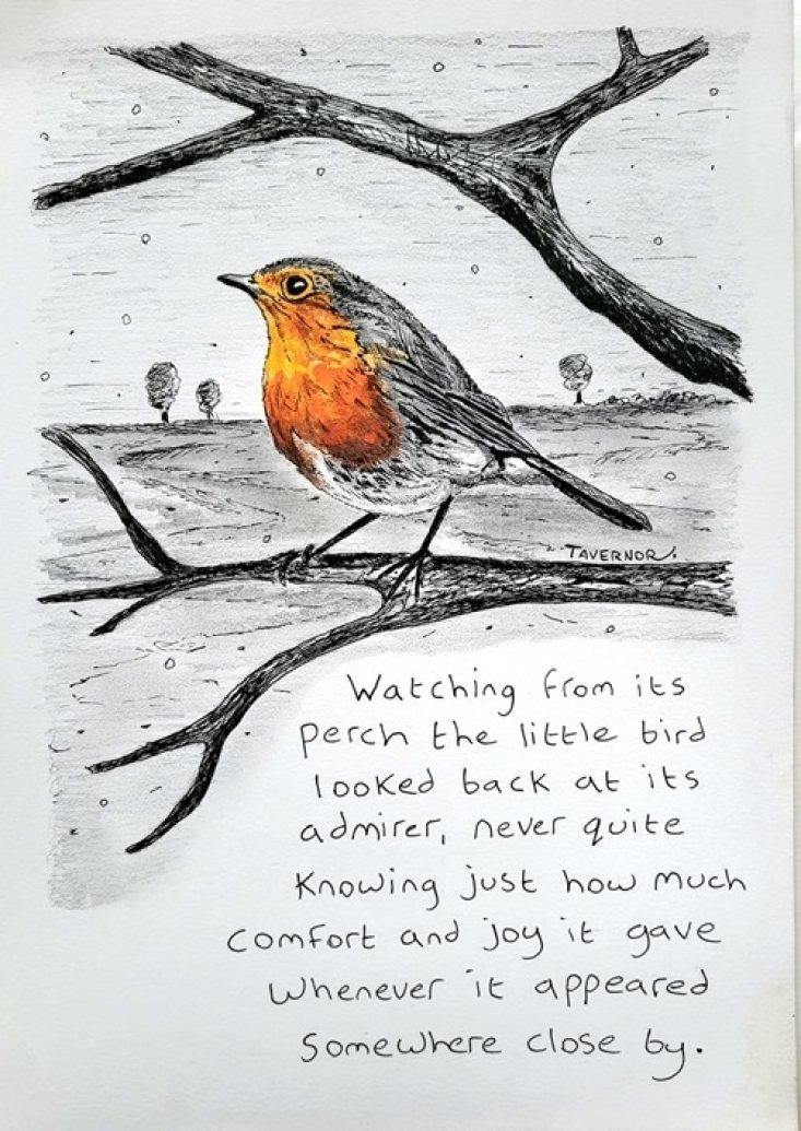 Close to you - Robin by Paul Tavernor